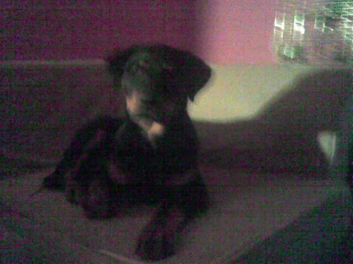 Rottweiler basse - 4 mdr billede 7