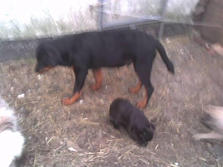 Rottweiler basse - 6 mdr billede 8