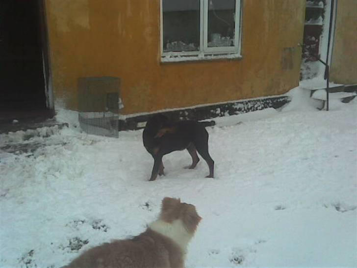 Rottweiler basse - jubi sne billede 9