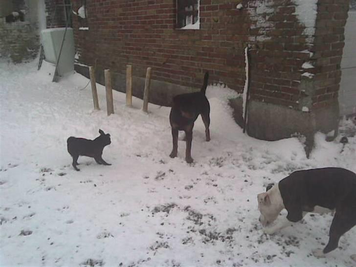 Rottweiler basse - ihh hvor sjovt billede 10