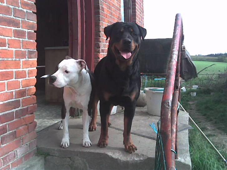 Rottweiler basse - bedste venner billede 11