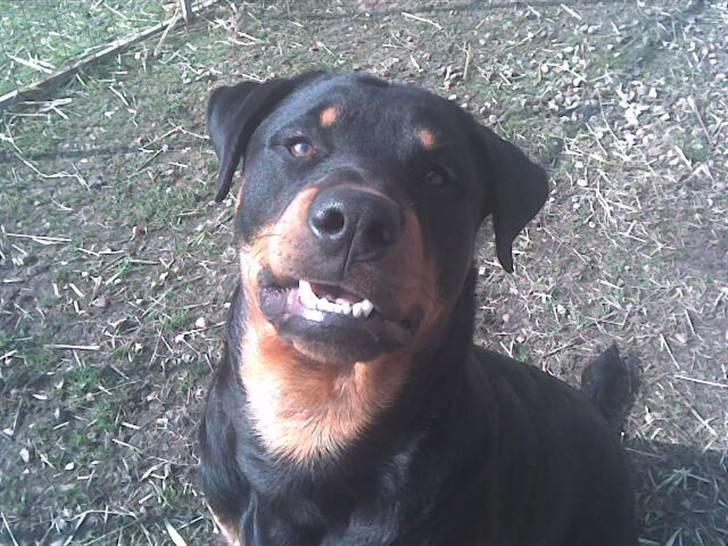 Rottweiler basse - 7 mdr billede 12