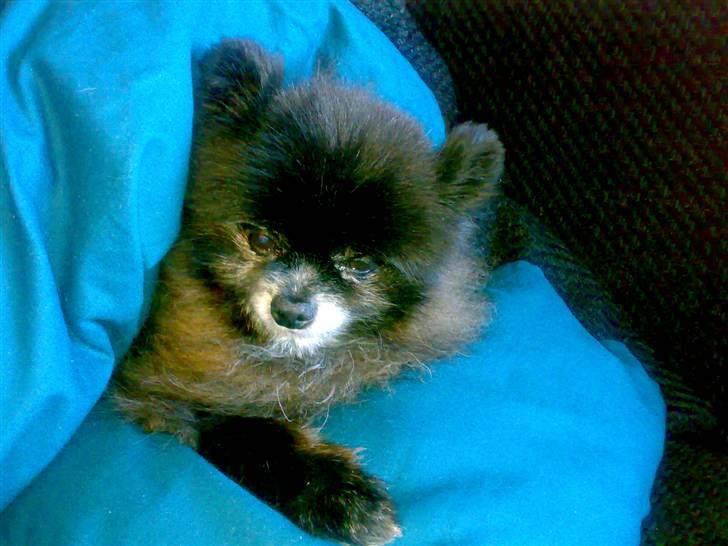 Pomeranian Pelspersonen Pølse RIP billede 10