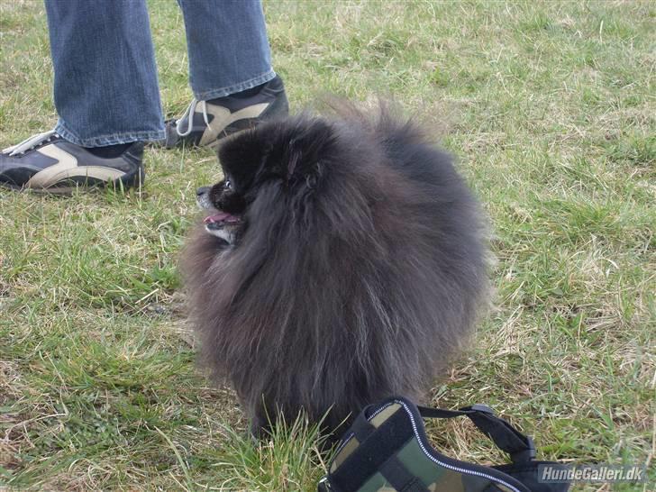 Pomeranian Pelspersonen Pølse RIP - hvem der billede 11