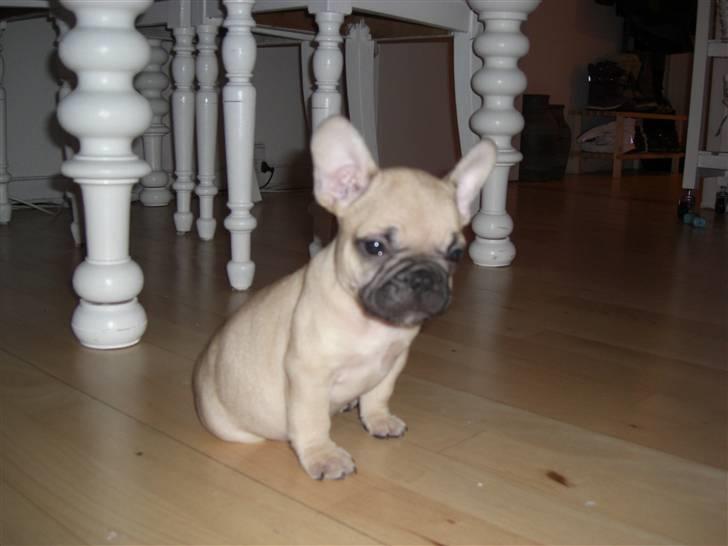 Fransk bulldog Milo - Første dag i sit nye hjem billede 18