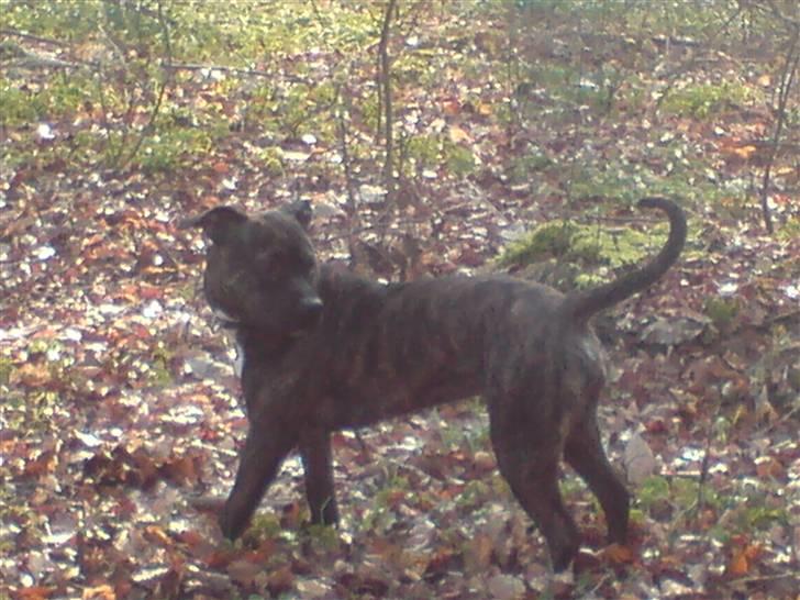 Amerikansk staffordshire terrier Malou R.I.P billede 13