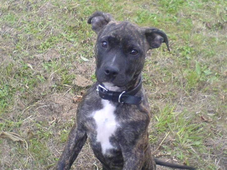 Amerikansk staffordshire terrier Malou R.I.P billede 14