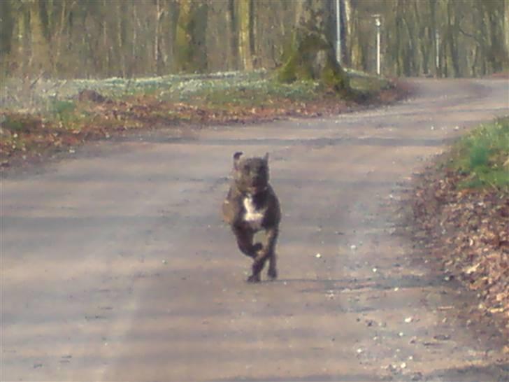 Amerikansk staffordshire terrier Malou R.I.P billede 15