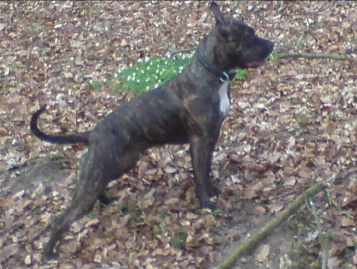 Amerikansk staffordshire terrier Malou R.I.P billede 16