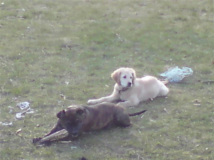 Amerikansk staffordshire terrier Malou R.I.P billede 17