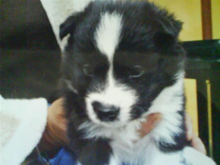 Blanding af racer Buster billede 18