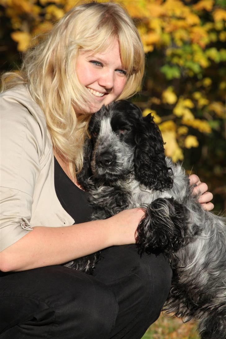 Cocker spaniel Keto - Fotograf: kristina Outzen billede 1