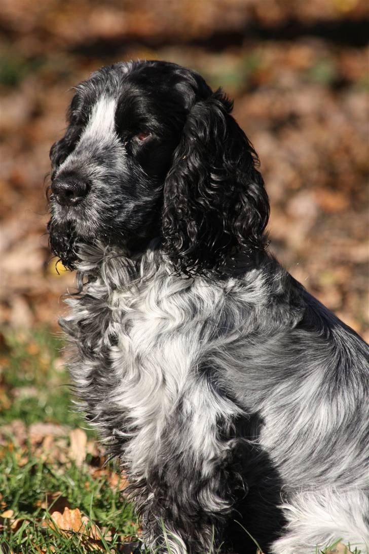 Cocker spaniel Keto - Fotograf: kristina Outzen billede 4