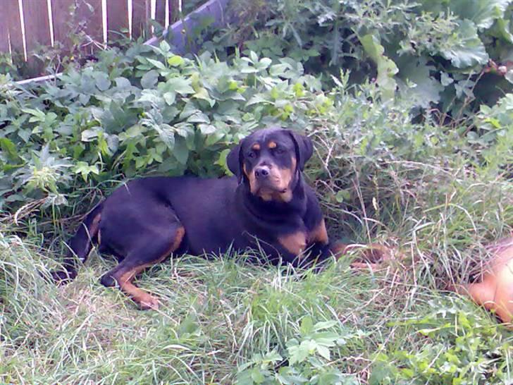 Rottweiler freja død 9/7-08 - er jeg ikk bare deeeeeejlig.. mors store pige :-) billede 1