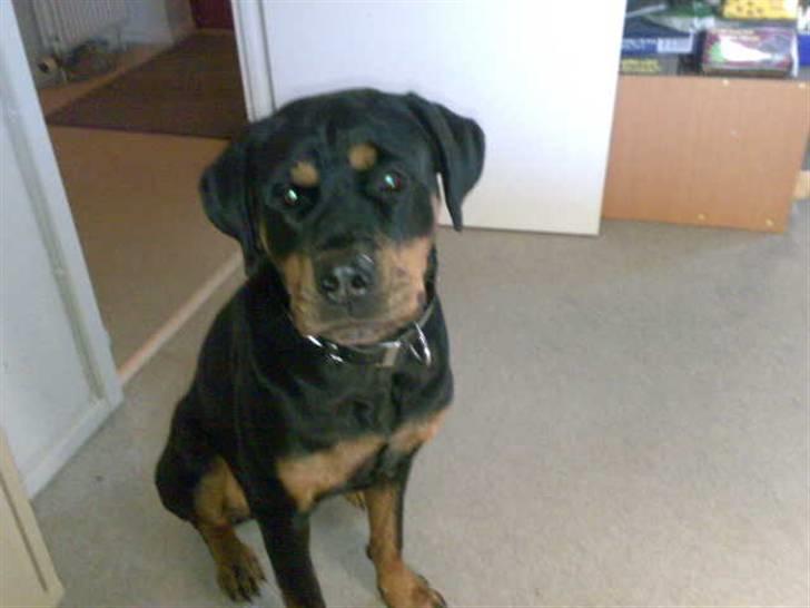 Rottweiler freja død 9/7-08 - er jeg ikk bare søød billede 2
