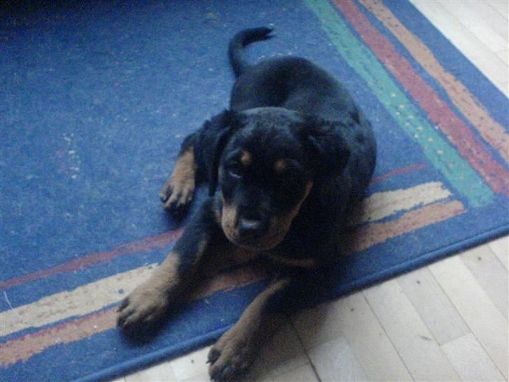 Rottweiler freja død 9/7-08 - er jeg ikk nuttet.lige kommet hjem til min mor og far og er 12 uger gammel billede 3