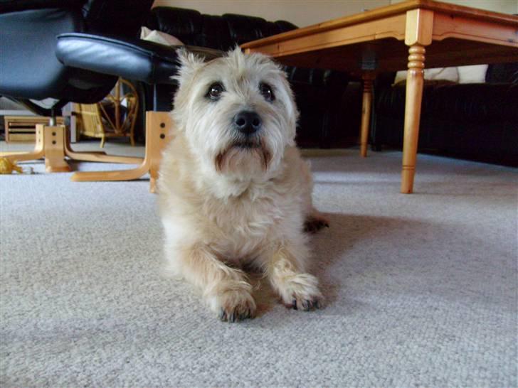 Cairn terrier »  Bonzo « billede 12