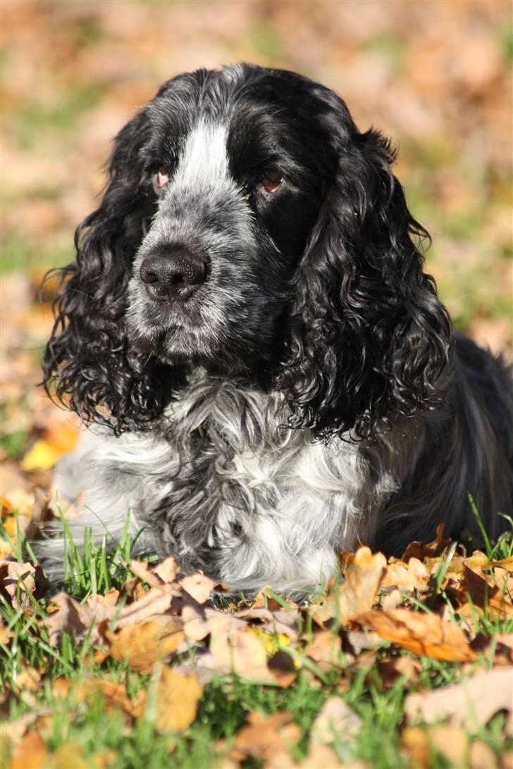 Cocker spaniel Keto - Fotograf: kristina Outzen billede 6