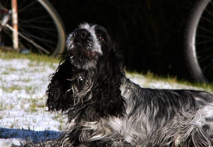 Cocker spaniel Keto billede 7