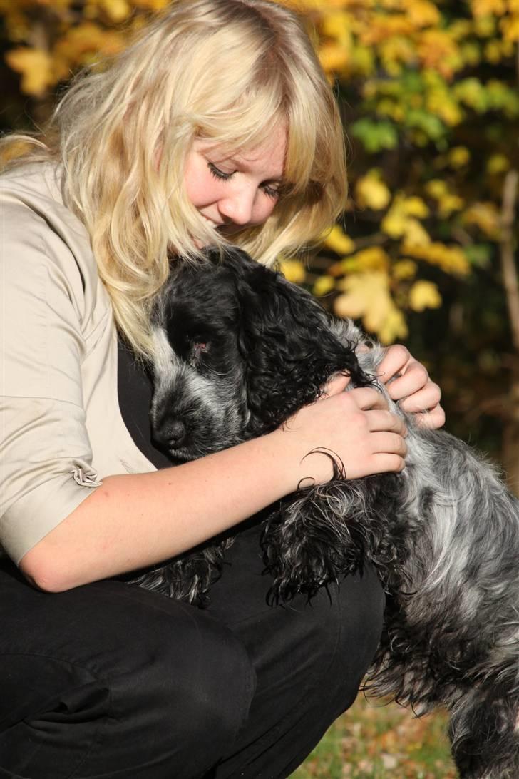 Cocker spaniel Keto - Fotograf: kristina Outzen billede 8