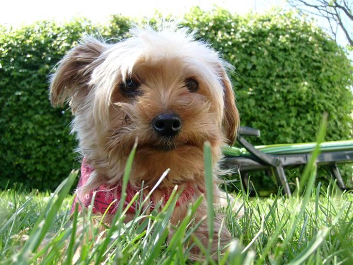 Yorkshire terrier  » Chilli « billede 14