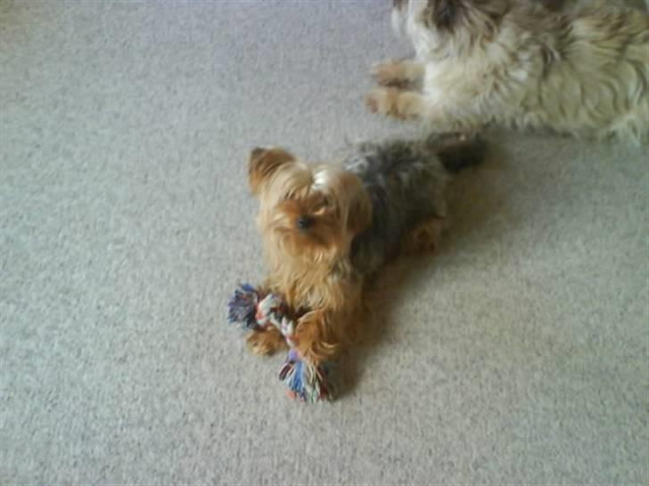 Yorkshire terrier  » Chilli « billede 15