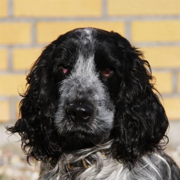 Cocker spaniel Keto billede 9