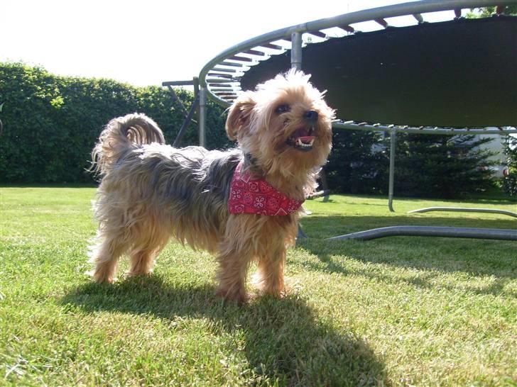 Yorkshire terrier  » Chilli « billede 16