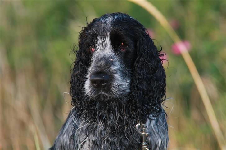 Cocker spaniel Keto billede 10