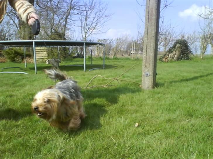 Yorkshire terrier  » Chilli « billede 17