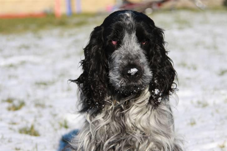 Cocker spaniel Keto billede 11