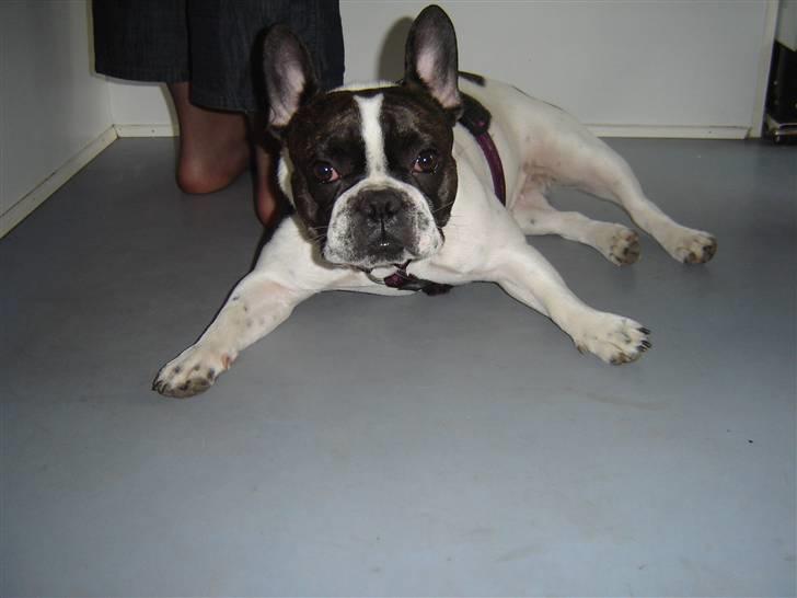 Fransk bulldog Bertha billede 14