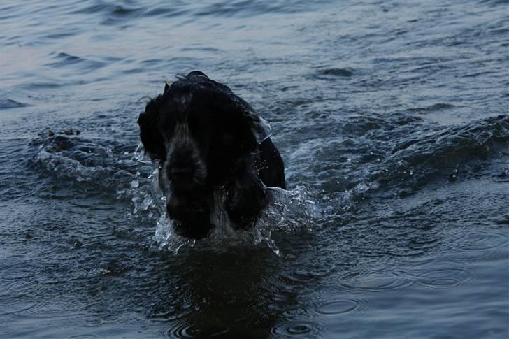 Cocker spaniel Keto billede 14