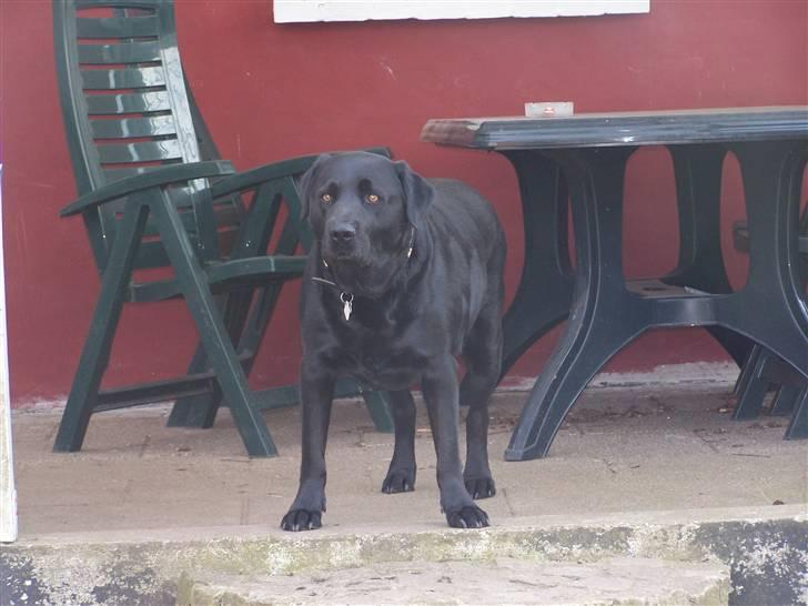 Labrador retriever Basse billede 9