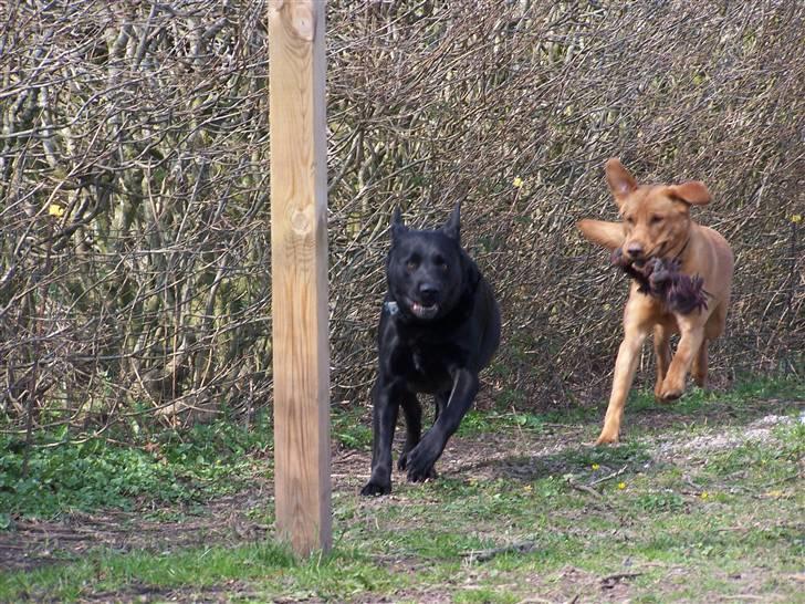 Labrador retriever Basse - De elsker bareat lege ude i haven. 11. April 2008 billede 10