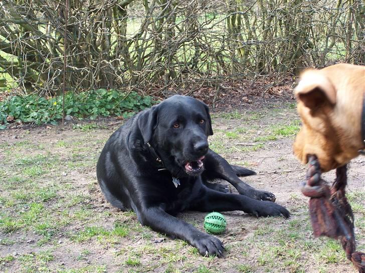 Labrador retriever Basse - Ja og med hver deres stykke legetøj... 11. april 2008 billede 11