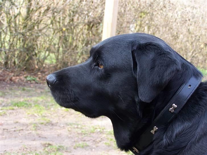 Labrador retriever Basse - Basse 11. april. 2008.... Basse blev 4 år idag den 11. april.... billede 12