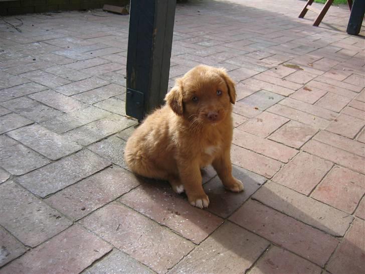 Nova scotia duck tolling retriever sofus billede 9