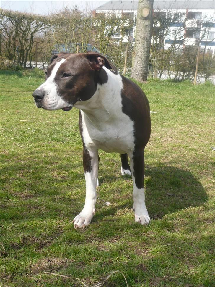 Amerikansk staffordshire terrier Versatus Chanel - April 08 billede 15