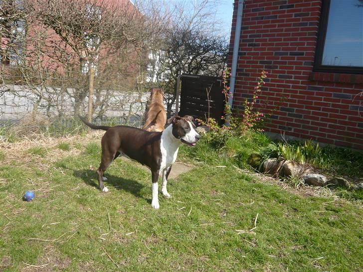 Amerikansk staffordshire terrier Versatus Chanel - April 08 billede 16