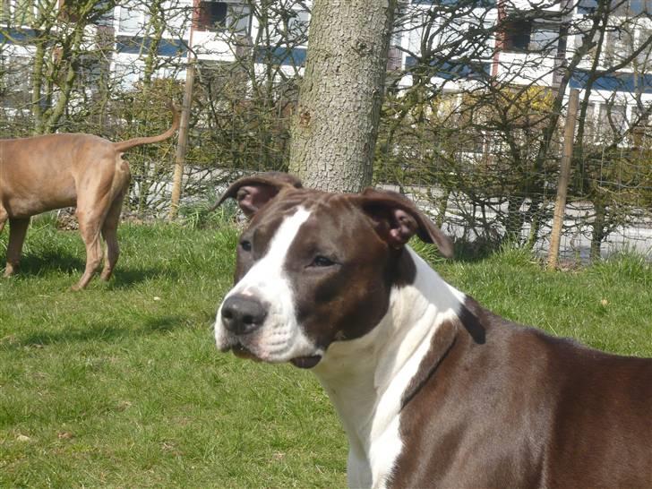 Amerikansk staffordshire terrier Versatus Chanel billede 17