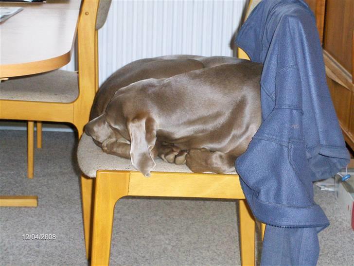 Blanding af racer Millie R.I.P. 16/9/2012 - Tar lige en lille lur.. billede 21