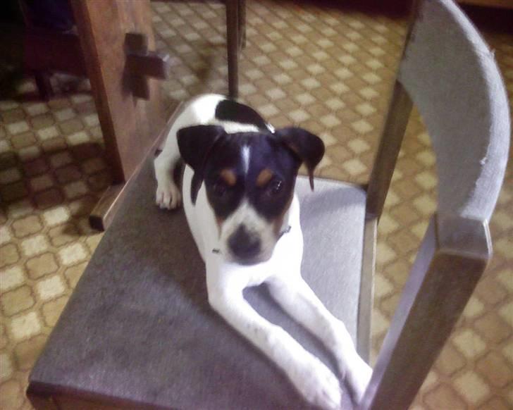 Dansk svensk gaardhund *****futte<3********** - futte er 10000,0000%  cute billede 3