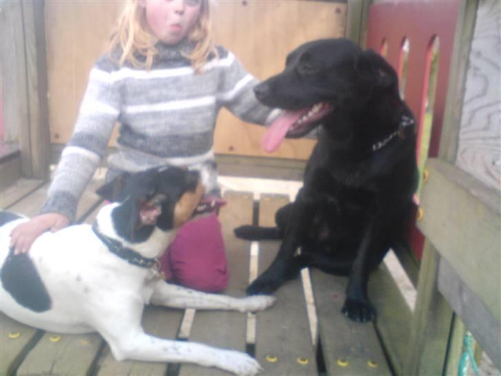 Dansk svensk gaardhund *****futte<3********** - det er futte og luke de er bedste venner billede 4