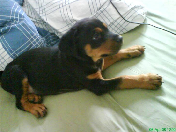 Rottweiler Sebo Junior billede 11