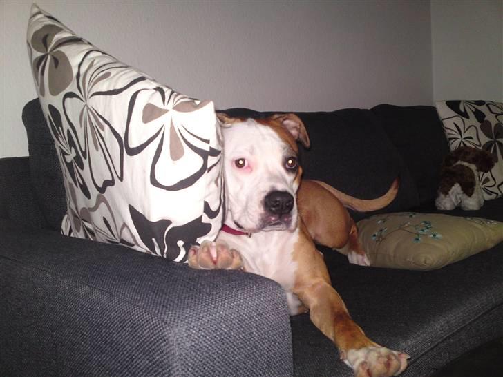 Blanding af racer Bine billede 15