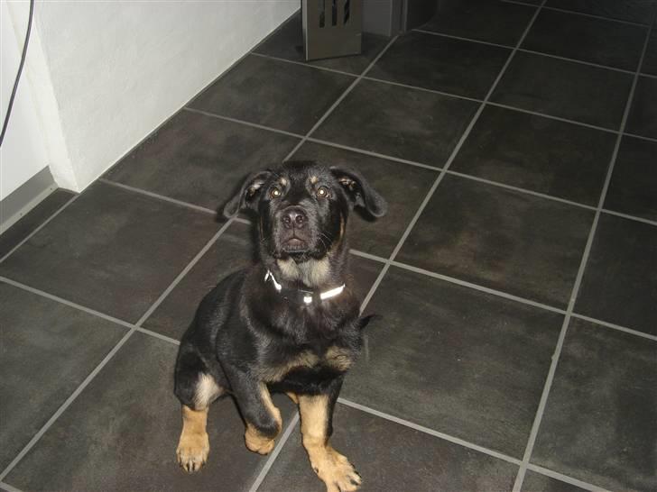 Blanding af racer zantos billede 1