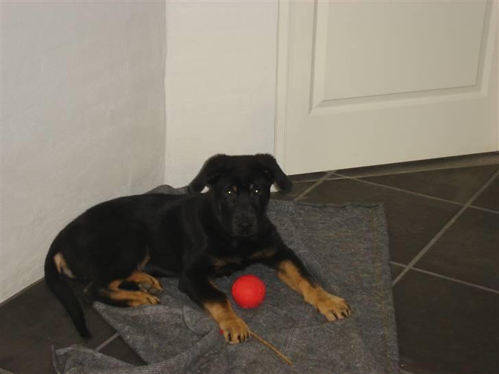 Blanding af racer zantos billede 2