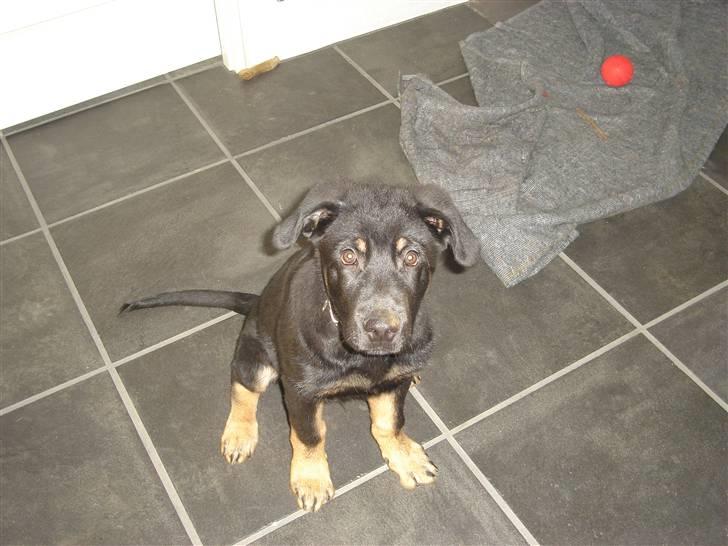 Blanding af racer zantos billede 4