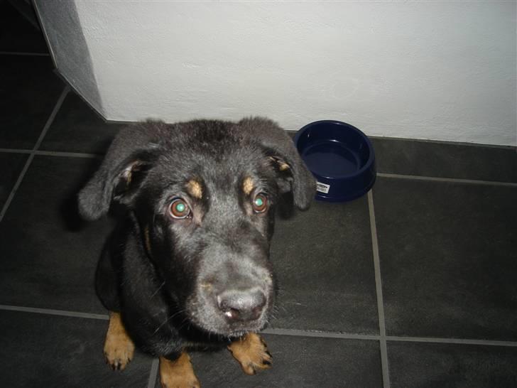 Blanding af racer zantos billede 5